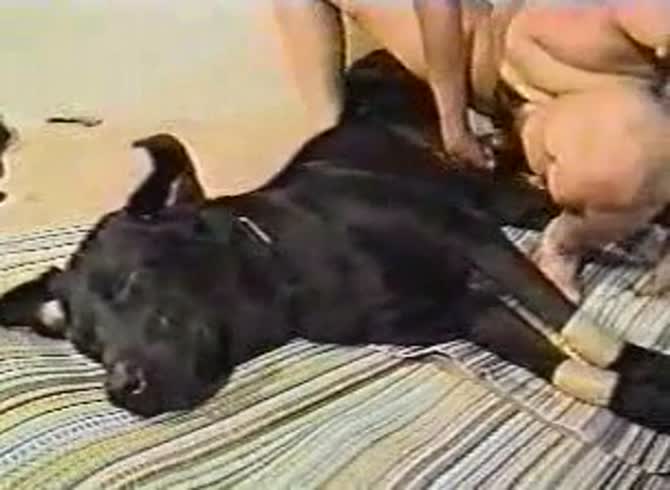 Video :Black dog's hard cock got sucked by slut before animal sex